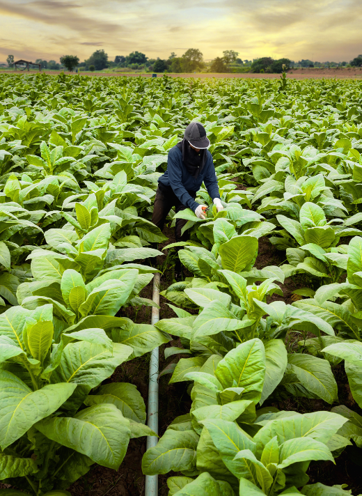 agribusiness - tobacco farming